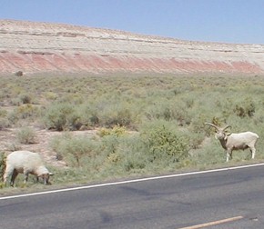 Wild Sheep