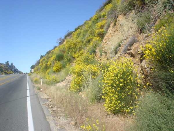 Beautiful Yellow Flowers on the Climb